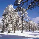 Troodos Mountains